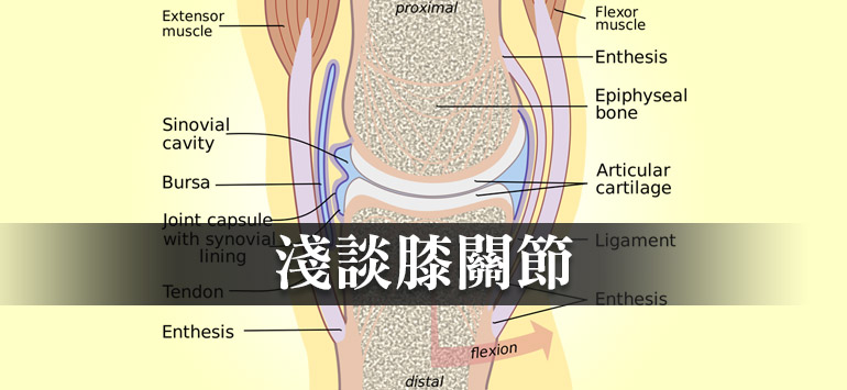 膝關節的構造及功能